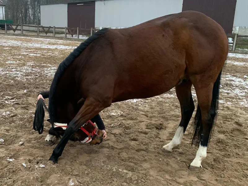 Stretching koni - rozciąganie szyi i grzbietu
